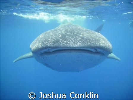 Whale Shark Swim.... by Joshua Conklin 