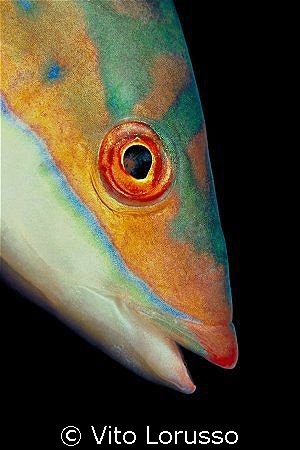 Fishs - Coris julis (female) by Vito Lorusso 