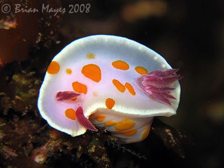 Clown Nudibranch (Ceratosoma amoena) from Poor Knights<><... by Brian Mayes 
