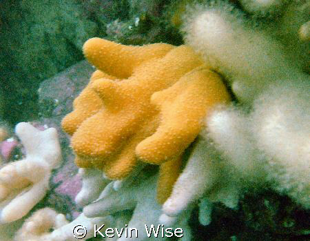 soft coral taken at the blue caps (farne islands) by Kevin Wise 