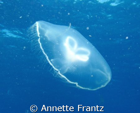 Jellyfish showing us a little love by Annette Frantz 