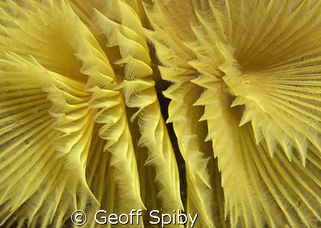 lovely patterns formed by this featherduster worm by Geoff Spiby 