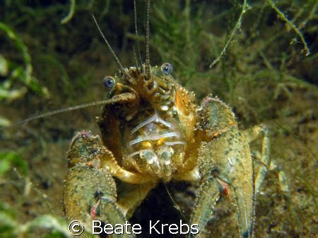 american crayfish , they like to play with the camera, ca... by Beate Krebs 