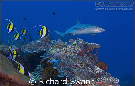 Reef Life ! Sabah Borneo Nikon D2x 20mm lens manual exposure by Richard Swann 