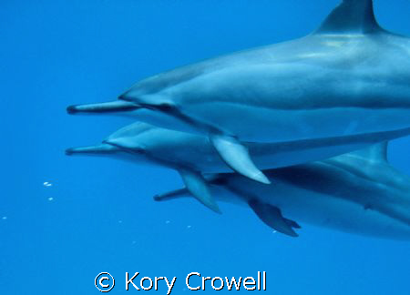 I was snorkeling with my wife, and these three Spinner Do... by Kory Crowell 