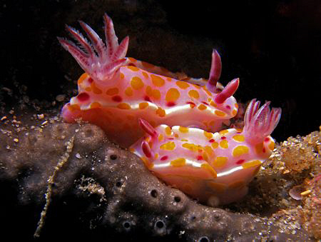 Nudibranch pair, Bare Island by Doug Anderson 