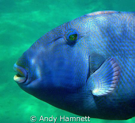 Close up blue trigger by Andy Hamnett 