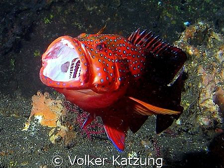 grouper by Volker Katzung 