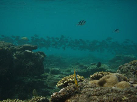 it was funny watching theese fish swimming along the reef... by Trevor Byett 