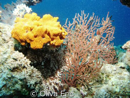 Corail by Oliva Eric 