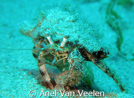 Hermit crab taken in Ras Mohamed with SP350. by Anel Van Veelen 
