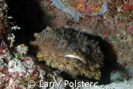 Toad fish in the cave walls of Spooky Channel Roatan, low... by Larry Polster 