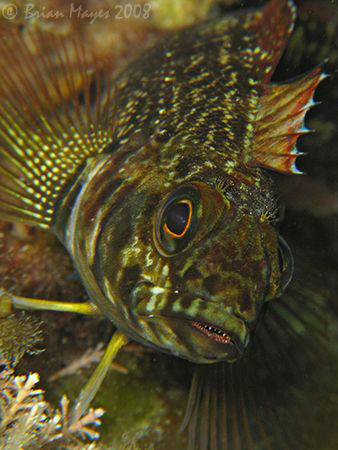 Close up of Variable Triplefin (Forsterygion varium)<><><... by Brian Mayes 