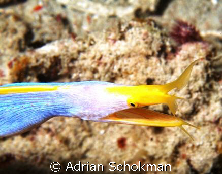 My 1st Ribbon Eel taken Below Sea Venture Mabul. Olympus ... by Adrian Schokman 