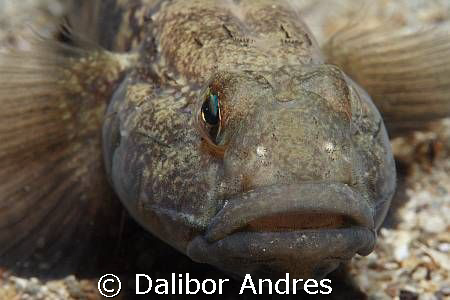 Black goby - Gobius niger, Canon EOS 350D, EF-S 60mm by Dalibor Andres 