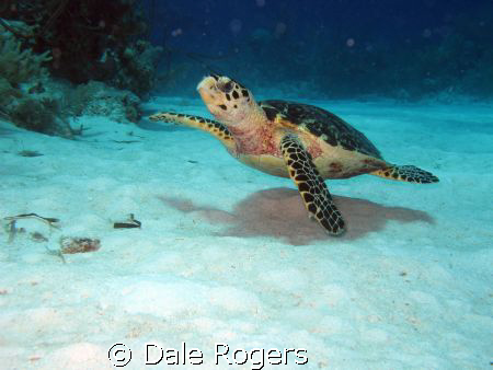 Tripod - nice little Hawksbill Turtle.  Lost one of his l... by Dale Rogers 