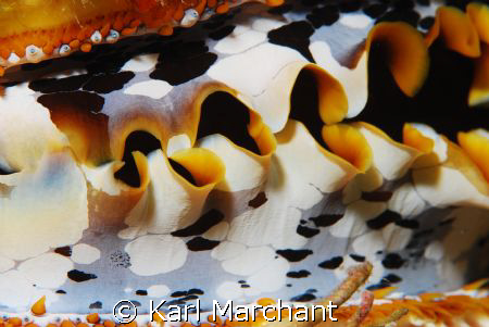 Oyster up close and  personal by Karl Marchant 
