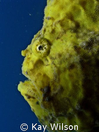Frogfish by Kay Wilson 