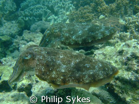 Cuttlefish pairing off by Philip Sykes 