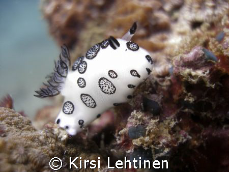 White Nudibranch in Koh Talu, Krabi. Olympus SP350 by Kirsi Lehtinen 