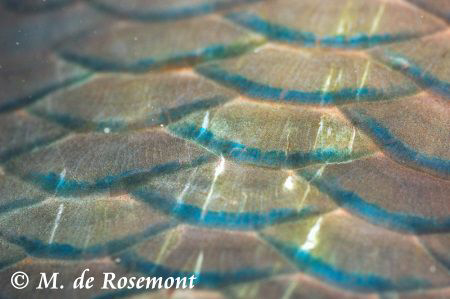 Fish's skin detail during a night dive. D50/105mm one str... by Moeava De Rosemont 