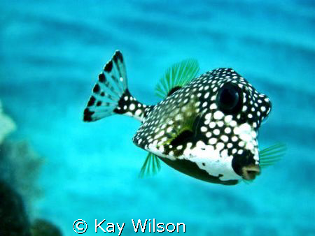 Trunk fish, free swimming, St. Vincent by Kay Wilson 