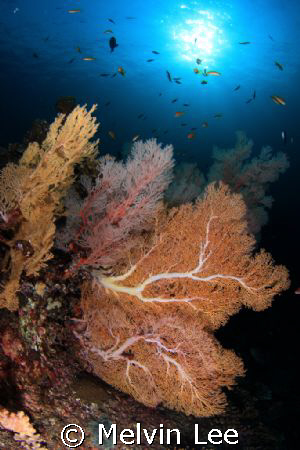 Seafan reef by Melvin Lee 