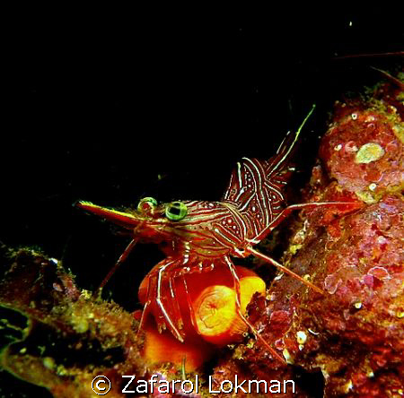 Ahh..shrimp again!! by Zafarol Lokman 