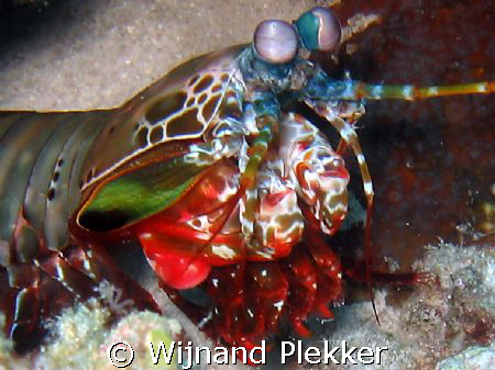 Mantis shrimp by Wijnand Plekker 