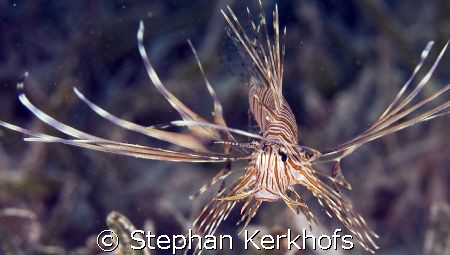 clearfin lionfish (pterois radiata) taken in Na'ama Bay.
 by Stephan Kerkhofs 
