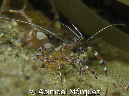 Spotted Cleaner Shrimp by Abimael Márquez 