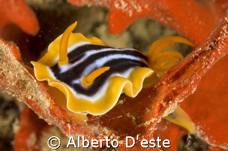 Nudibranch (Chromodoris) on the wreck of Umbria, the Ital... by Alberto D'este 