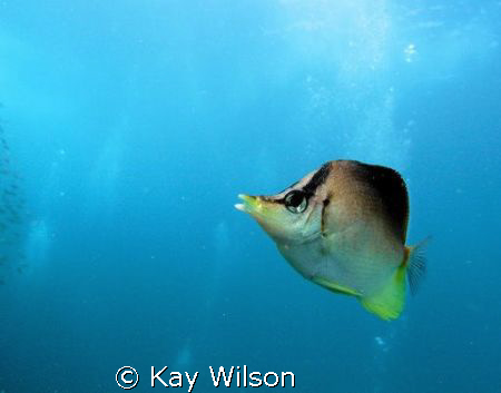 Butterfly Fish Free Swimming, St. Vincent by Kay Wilson 