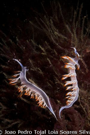 A pair of Flabellina babai crawling over their hidroid pr... by Joao Pedro Tojal Loia Soares Silva 