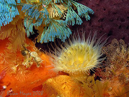Common Anemone (Actinothoe albocincta) sits among a colou... by Brian Mayes 