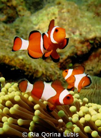 Nemo Family by Ria Qorina Lubis 