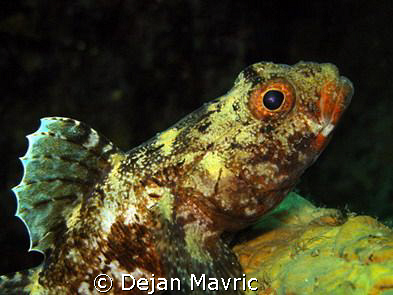 Red-mouthed goby, Fiesa. Olympus SP-350, ISO100, 1/250, f... by Dejan Mavric 