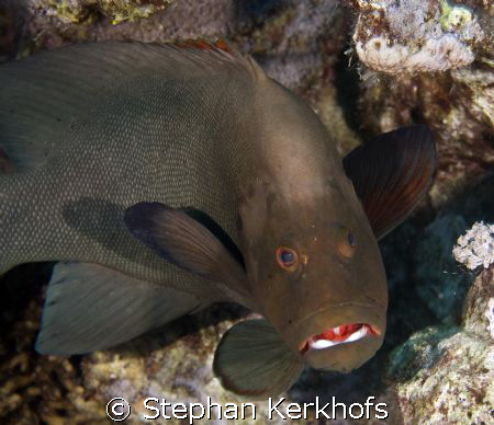 redmouth grouper (aethaloperca rogaa) taken in Jackfish a... by Stephan Kerkhofs 
