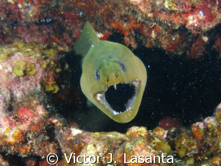  very close up!!!!!green eel at mermaid point dive site i... by Victor J. Lasanta 
