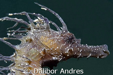 Seahorse - Hippocampus ramulosus, Canon EOS 350D, EF-S 60mm by Dalibor Andres 