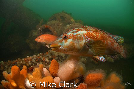 Breeding ballan wrasse on the wreck of the hispania, Scot... by Mike Clark 
