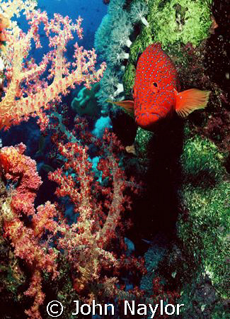 grouper and soft corals by John Naylor 