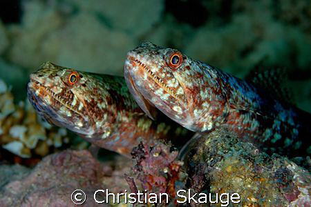 Lizardfishes, quite simply. And two of them :-)

Nikon ... by Christian Skauge 