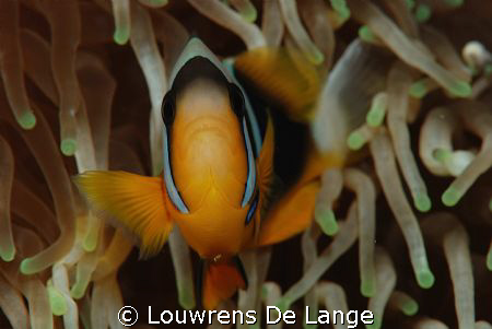 I know,I know-so many anemone fish photo's ,but look at t... by Louwrens De Lange 