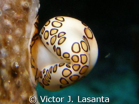  flamingo tongue on his site at v.j.levels dive site in p... by Victor J. Lasanta 