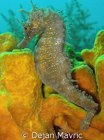 Sea horse, hippocampus on a sponge taken in Fiesa. Olympu... by Dejan Mavric 