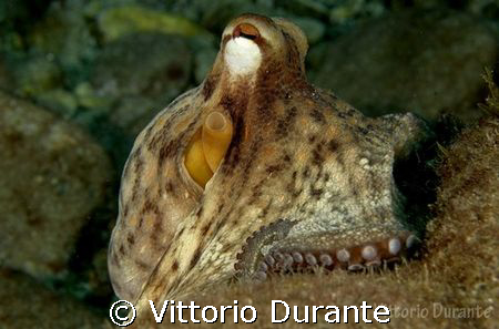 Octopus Vulgaris by Vittorio Durante 