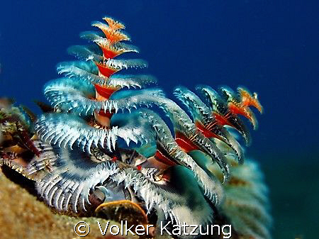 Christmastree worm by Volker Katzung 