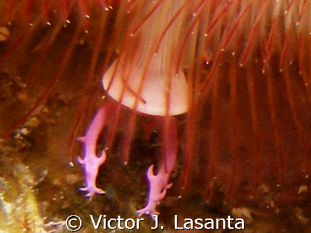 close look of a christmas tree at v.j.levels dive site in... by Victor J. Lasanta 