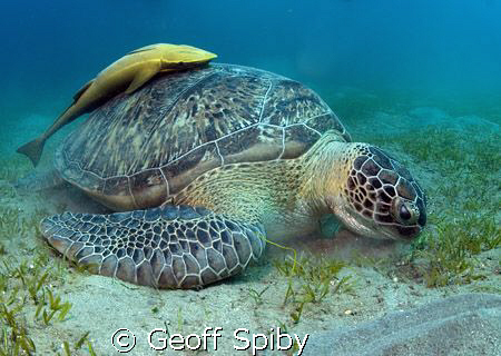 large green turtle and its remora by Geoff Spiby 